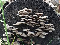 Schizophyllum commune image