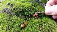 Galerina marginata image