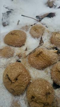 Lycoperdon pyriforme image