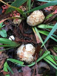 Clathrus ruber image