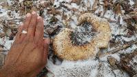 Polyporus squamosus image