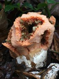 Clathrus ruber image