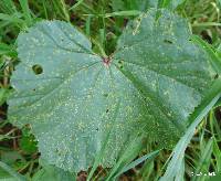 Puccinia malvacearum image