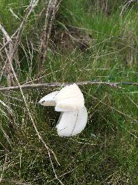 Leucoagaricus leucothites image