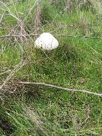 Leucoagaricus leucothites image