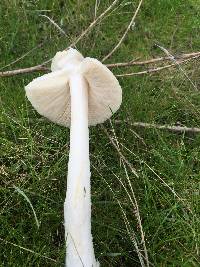 Leucoagaricus leucothites image
