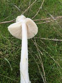 Leucoagaricus leucothites image