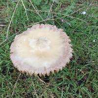 Volvariella gloiocephala image