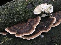 Trametes versicolor image