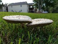 Chlorophyllum molybdites image