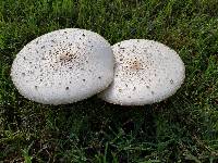 Chlorophyllum molybdites image