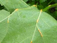 Puccinia malvacearum image