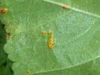 Puccinia malvacearum image
