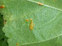 Puccinia malvacearum image