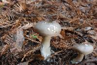 Clitocybe nebularis image