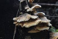 Trametes versicolor image