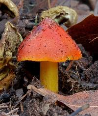 Hygrocybe singeri image