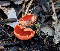 Sarcoscypha coccinea image