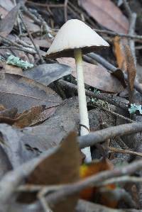 Psathyrella longipes image