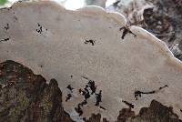 Ganoderma applanatum image