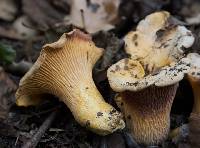 Cantharellus californicus image