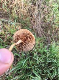 Agrocybe pediades image