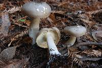 Clitocybe nebularis image