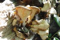 Pleurotus ostreatus image