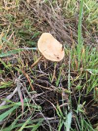 Agrocybe pediades image