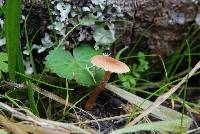 Tubaria furfuracea image