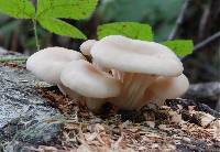 Pleurotus ostreatus image