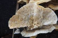 Trametes versicolor image