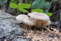 Pleurotus ostreatus image