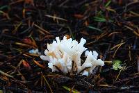 Clavulina coralloides image