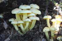 Hypholoma fasciculare image