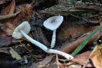 Leucoagaricus rubrotinctus image