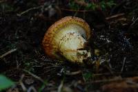 Suillus caerulescens image