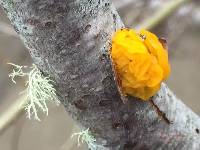 Tremella mesenterica image