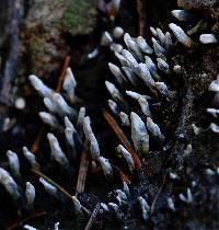 Xylaria hypoxylon image