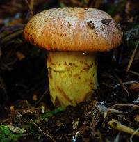 Suillus caerulescens image