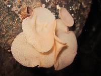 Auricularia delicata image