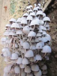 Coprinellus disseminatus image