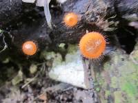 Cookeina tricholoma image