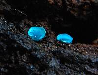 Chlorociboria aeruginascens image