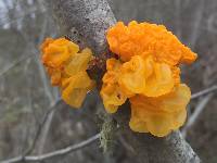 Tremella mesenterica image