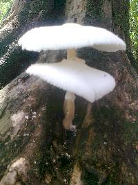 Leucocoprinus cepistipes image