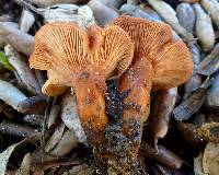 Lactarius rufulus image