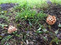 Clathrus ruber image