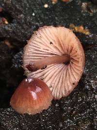 Mycena haematopus image