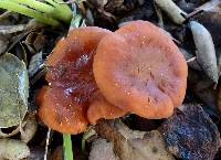 Lactarius rufulus image